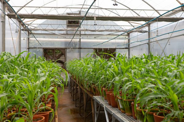 Greenhouse Irrigation Repair